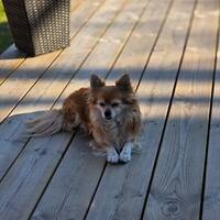 Chihuahua 