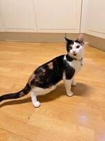Calico 