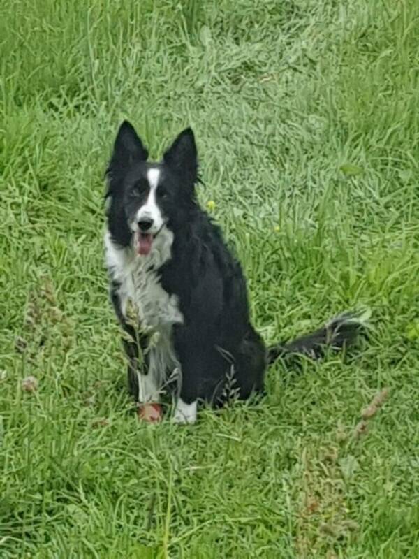 Hund - Border Collien Lyra