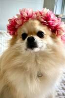Pomeranian