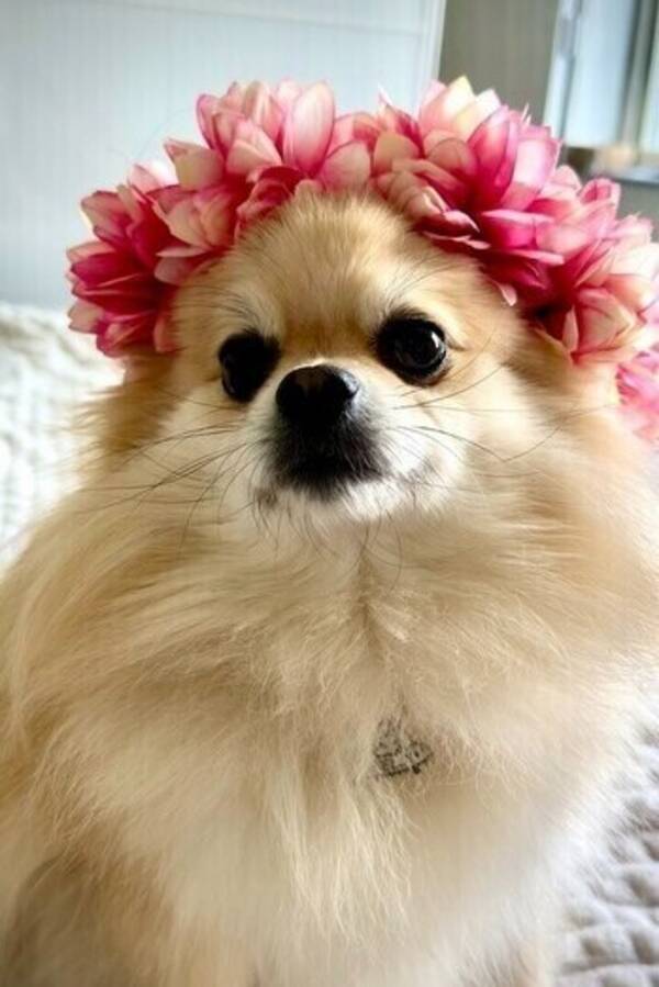 Hund - Pomeranian