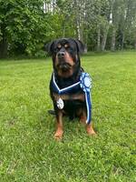 Rottweiler dunder