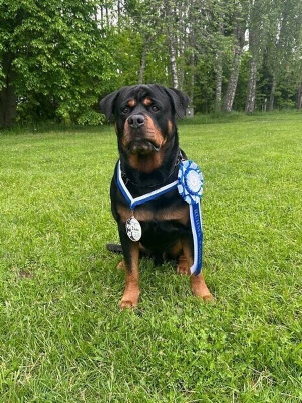 Hund - Rottweiler dunder