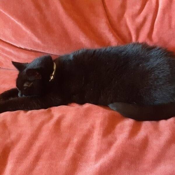 Katt - Ophelia (liten svart korthåret huskatt, 