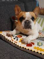 Saga - Fransk bulldog