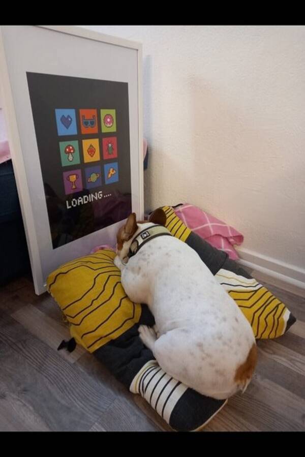 Hund - Saga - Fransk bulldog 