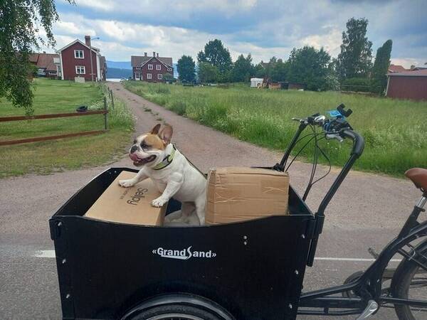 Hund - Saga - Fransk bulldog 