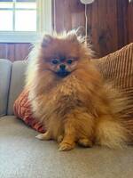 Pomeranian Mini 