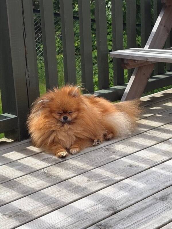 Hund - Pomeranian Mini 