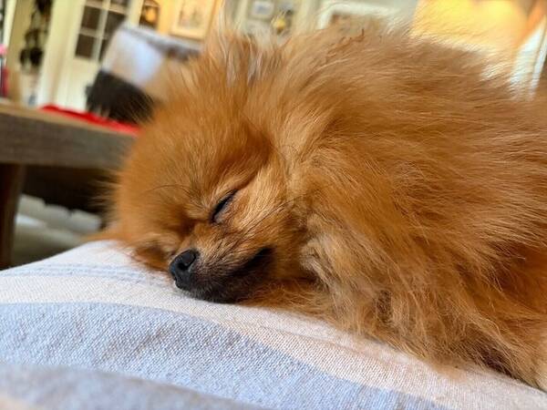 Hund - Pomeranian Mini 