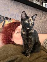 Katten Misty