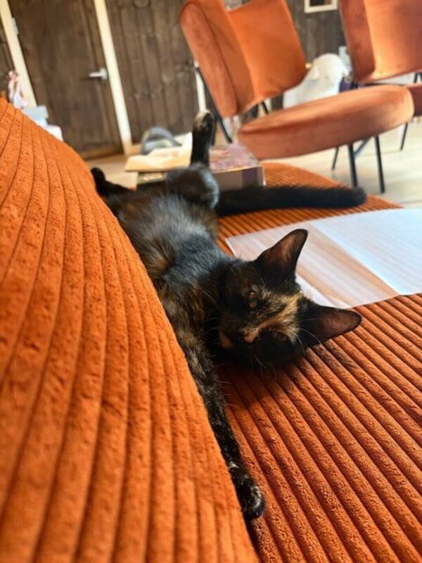 Katt - Katten Misty