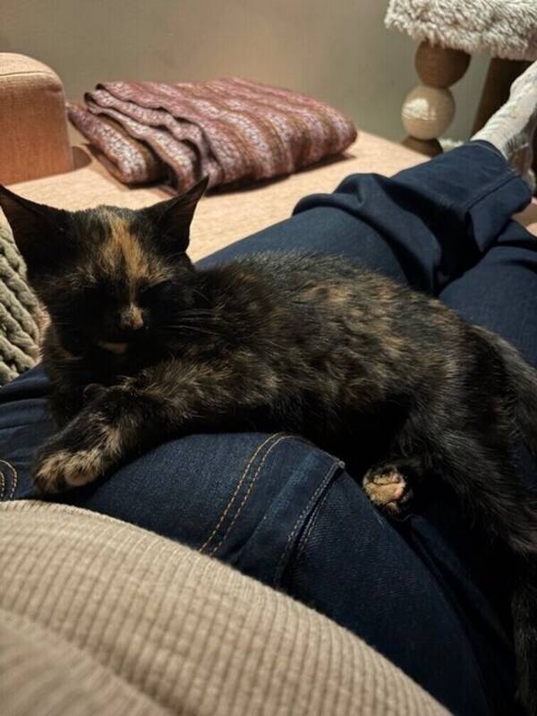 Katt - Katten Misty