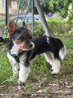Biewerterrier Lisen