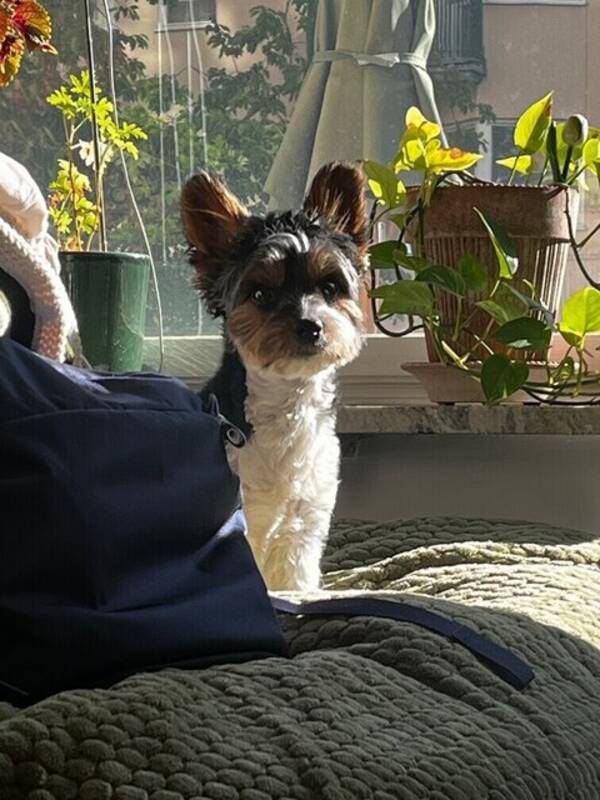 Hund - Biewerterrier Lisen