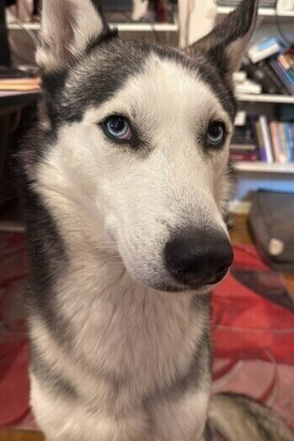 Hund - Russell