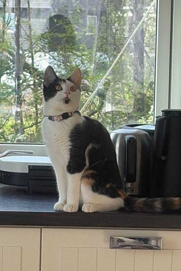 Katt - American shorthair 