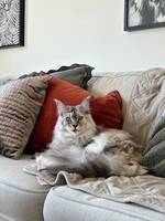 Katten Hilda