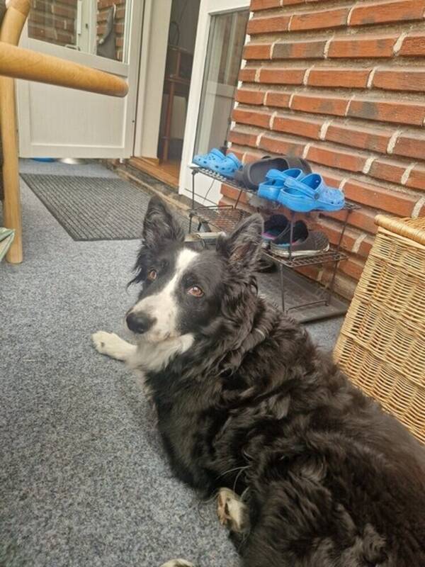 Hund - Border Collien Lyra