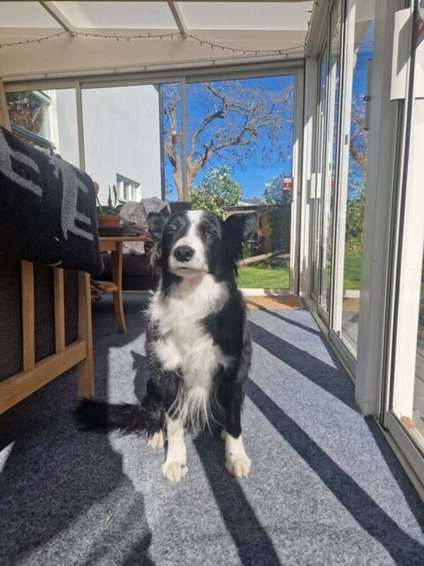 Hund - Border Collien Lyra