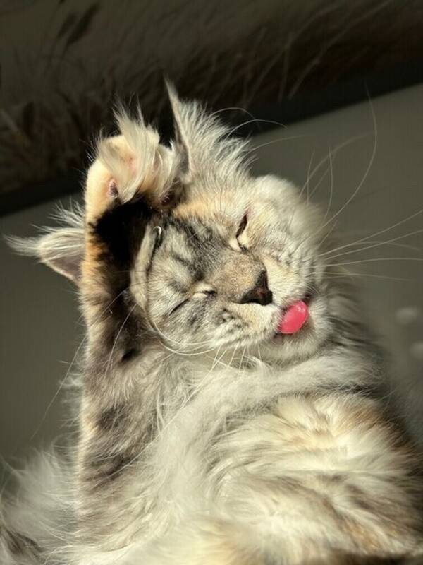 Katt - Katten Hilda