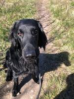 Flatcoated retriever på 2 år