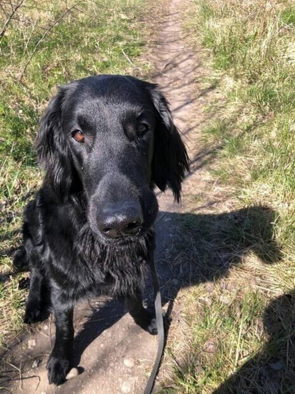 Hund - Flatcoated retriever på 2 år 
