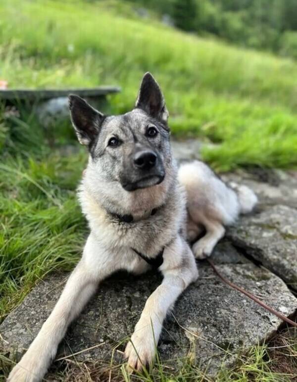 Hund - Elghunden mira 