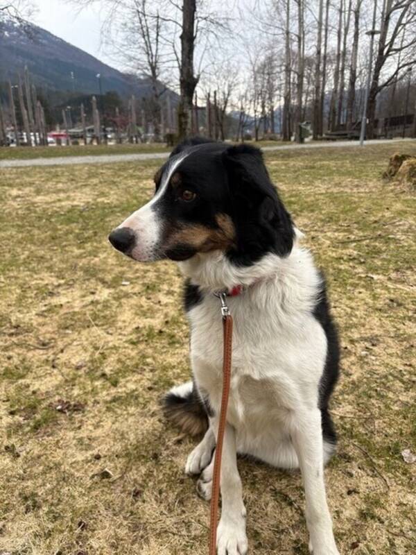 Hund - Border collien fendtus