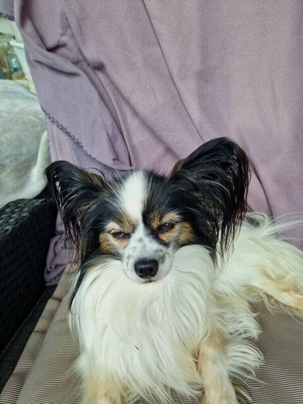 Hund - Papilon 