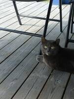 Katt - E