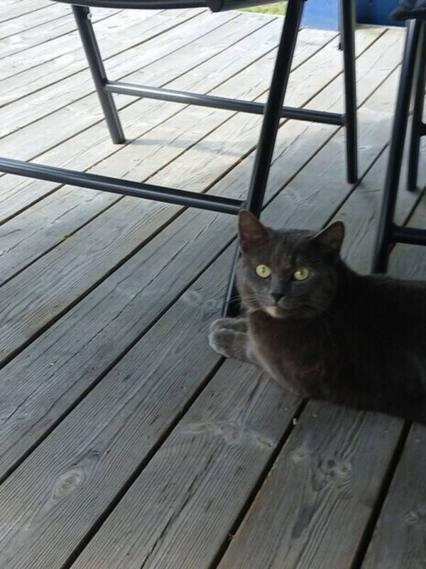 Katt - E