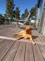 Jakt labrador Simba