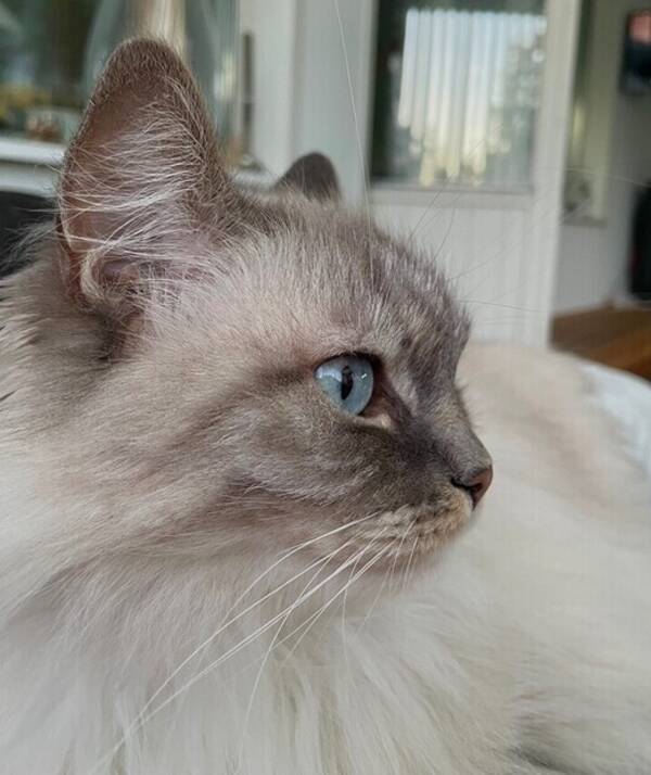 Katt - Steve