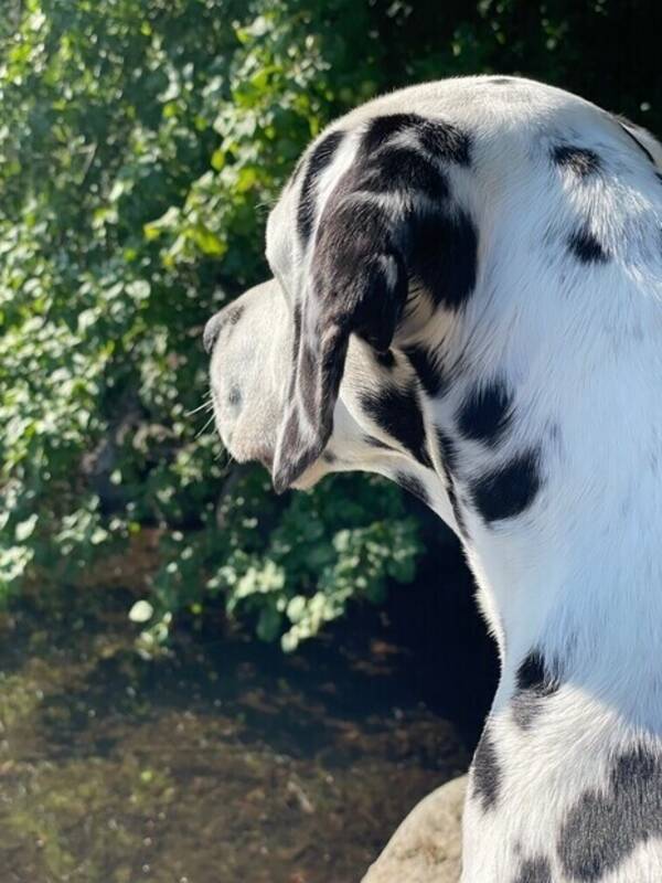 Hund - Bella