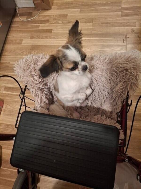 Hund - Blandras Snobben