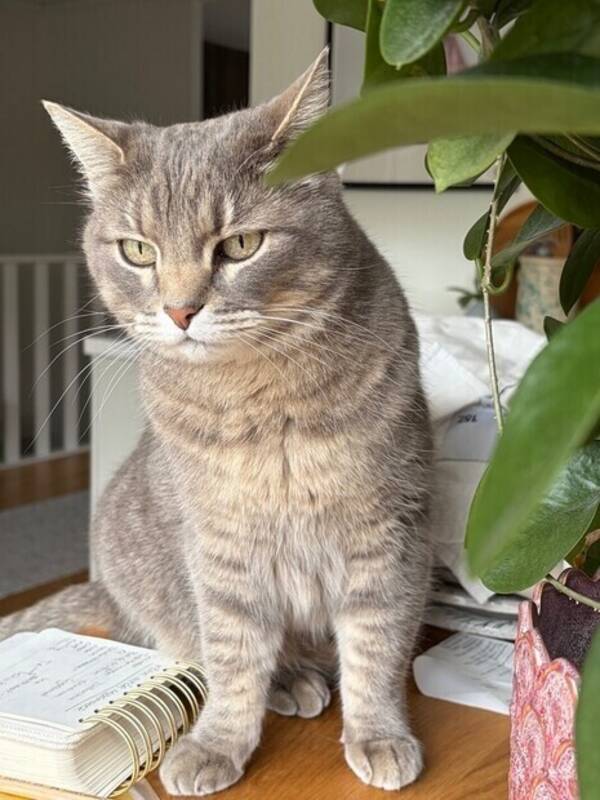 Katt - Millan