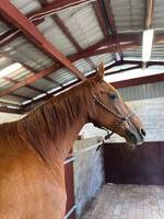 Buttercup AKA Buddy