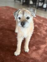 Border terrier Border terrier