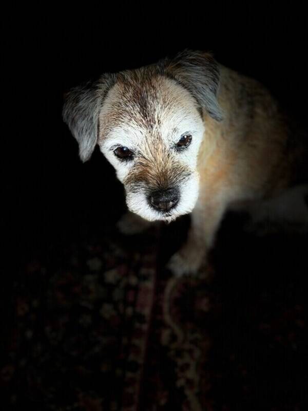 Hund - Border terrier