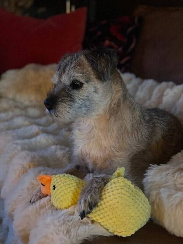 Hund - Border terrier