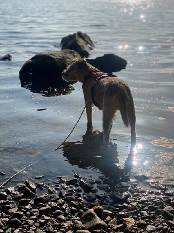Hund - Border terrier