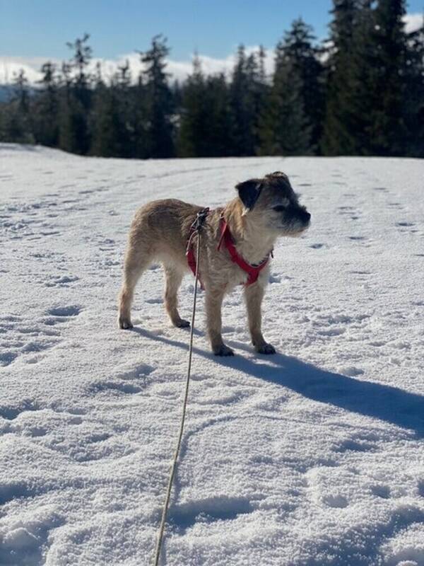 Hund - Border terrier