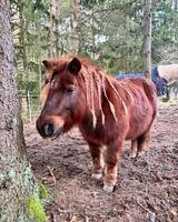 Shettisen Melvin