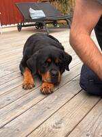 Rottweilern Magna