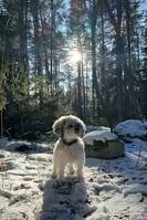 Shihpoon Elsa