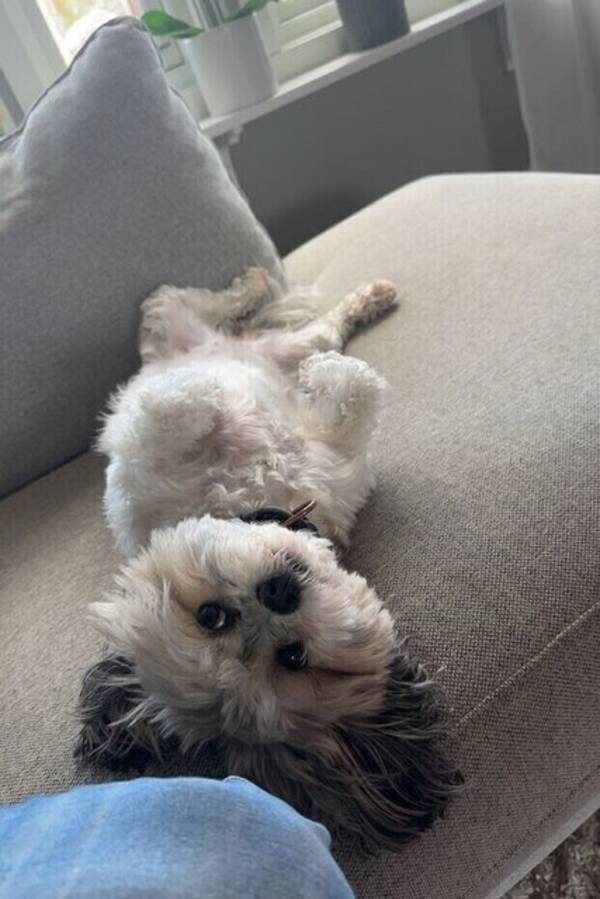 Hund - Shihpoon Elsa