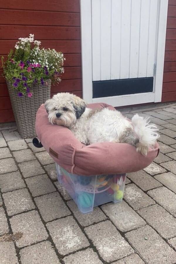 Hund - Shihpoon Elsa