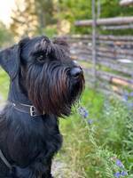 Schnauzer Sixten