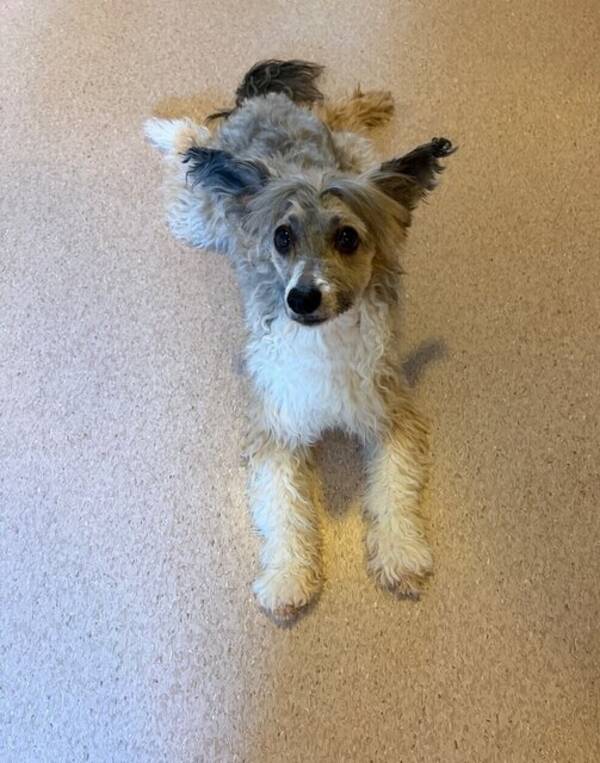 Hund - Chinese crested og Chinese crested powde